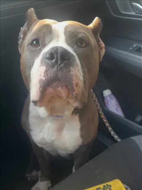 Polly Pocket - Staffordshire Bull Terrier