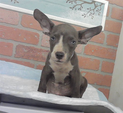 TEETER, an adoptable Staffordshire Bull Terrier in Houston, TX