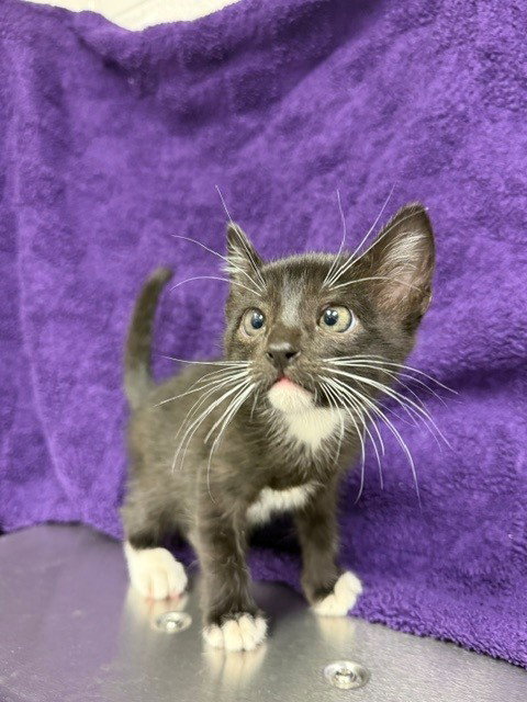 ODIN, an adoptable Domestic Short Hair in Houston, TX