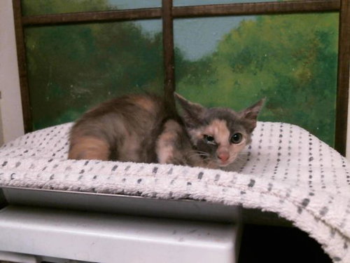DOLLY, an adoptable Domestic Short Hair in Houston, TX