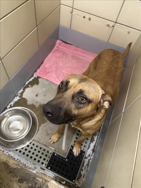 CONDOR, an adoptable German Shepherd Dog in Houston, TX
