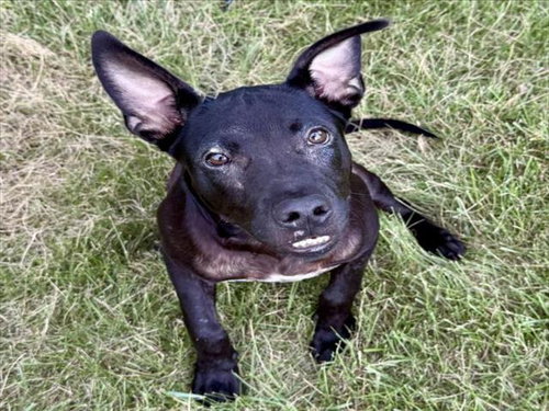Rex
