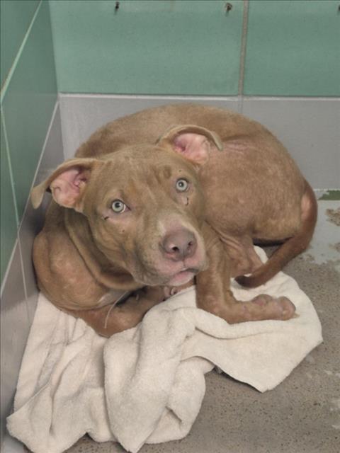JUNE, an adoptable Staffordshire Bull Terrier in Houston, TX
