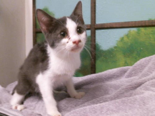 JOHAN, an adoptable Domestic Short Hair in Houston, TX