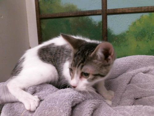 A2083913, an adoptable Domestic Short Hair in Houston, TX