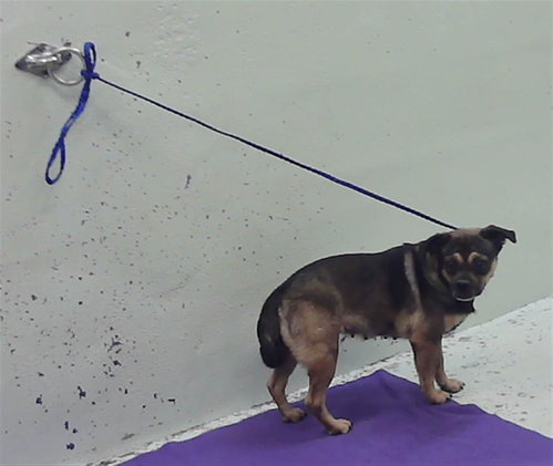 MINNIE, an adoptable Chihuahua in Houston, TX