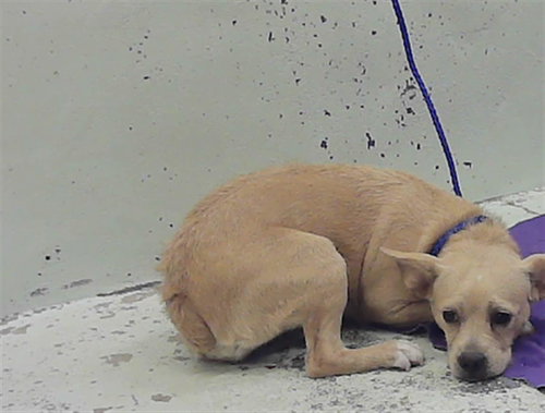 A2083512, an adoptable French Bulldog in Houston, TX