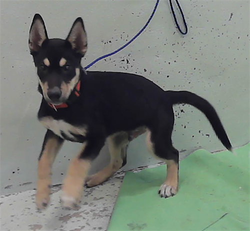 A2083816, an adoptable German Shepherd Dog in Houston, TX