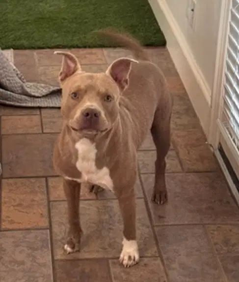 Chorizo - Staffordshire Bull Terrier