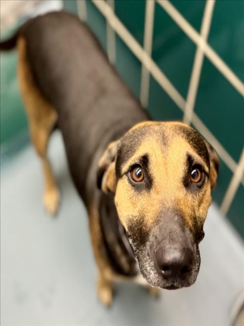 MORENA, an adoptable German Shepherd Dog in Houston, TX