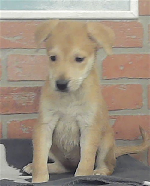 Lilly