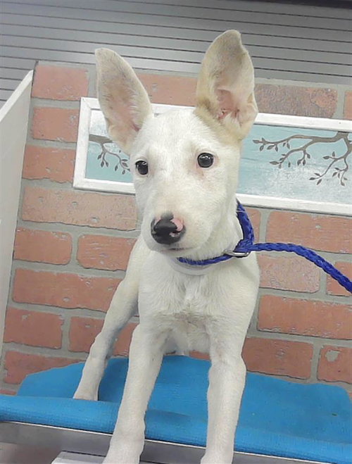 A2085505, an adoptable Bull Terrier in Houston, TX