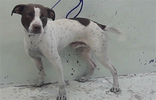 Walter