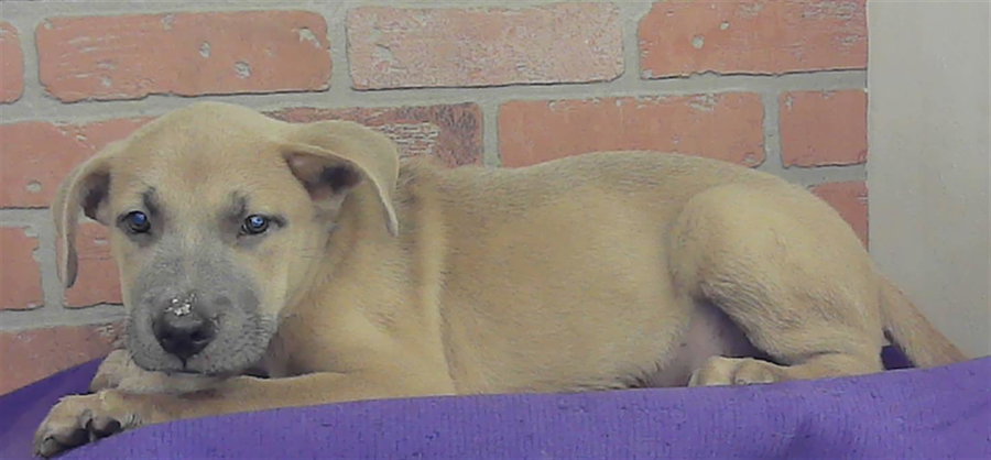 DYLAN