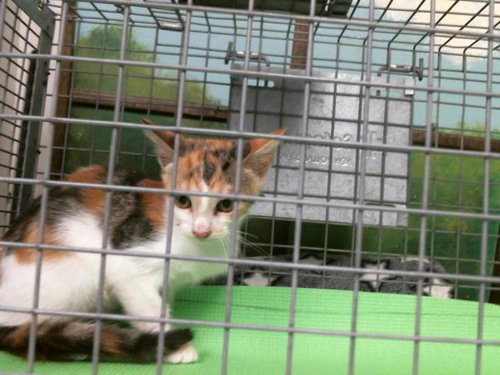 Kitten