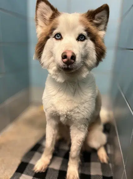 Fawn - Siberian Husky