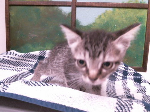 Kitty