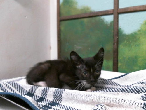 Stella