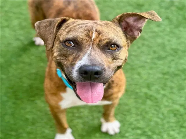 Sunshine - Staffordshire Bull Terrier