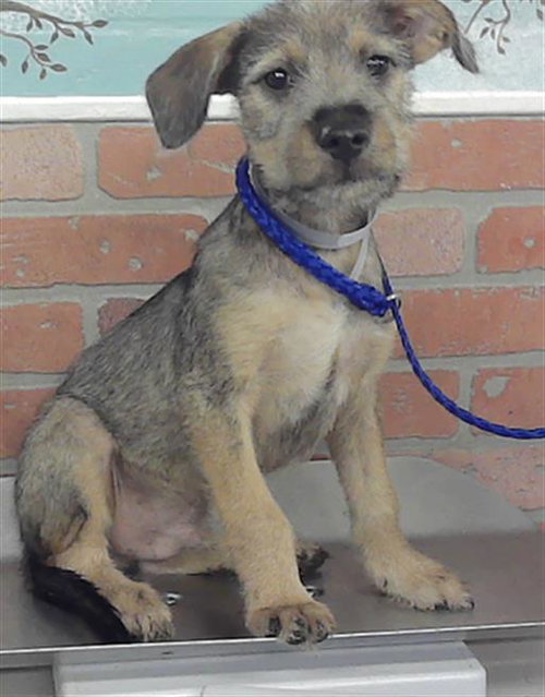 FRANCE, an adoptable Schnauzer in Houston, TX