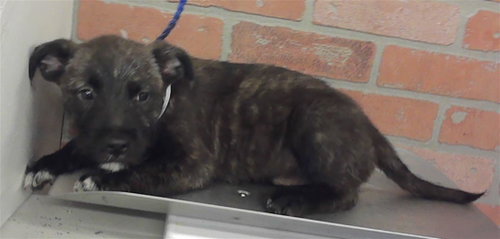 ENGLAND, an adoptable Schnauzer in Houston, TX