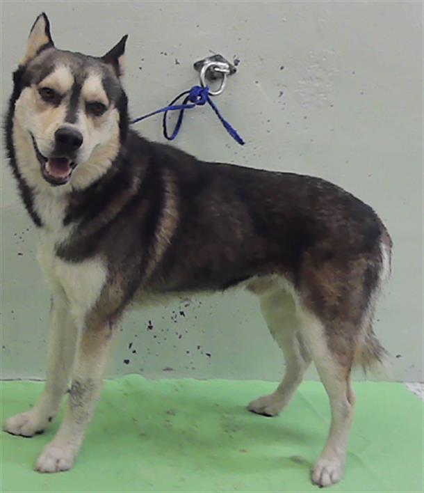 BALTO
