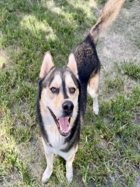 Balto