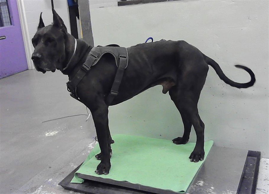 ROKO