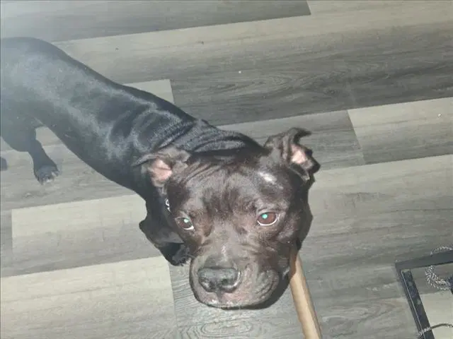 Marco - Staffordshire Bull Terrier