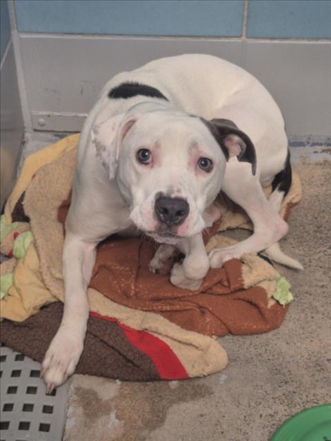 Princess