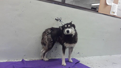 Maya