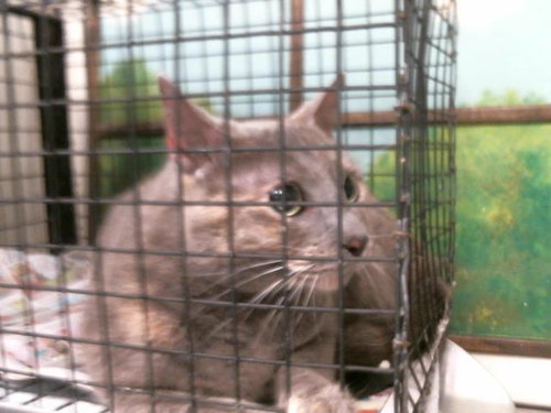 LIESL, a cat for adoption from City of Houston, Bureau of Animal Regulation and Care