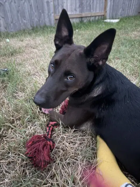 Azteca - Labrador Retriever