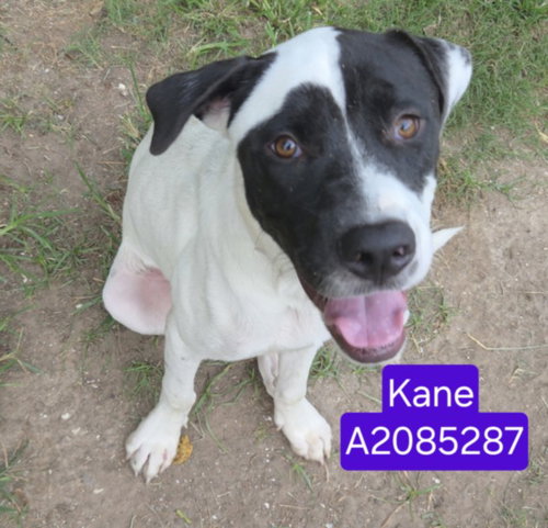 Kane