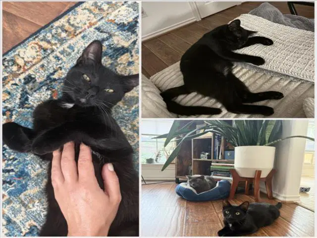 Jezel - Domestic Short Hair