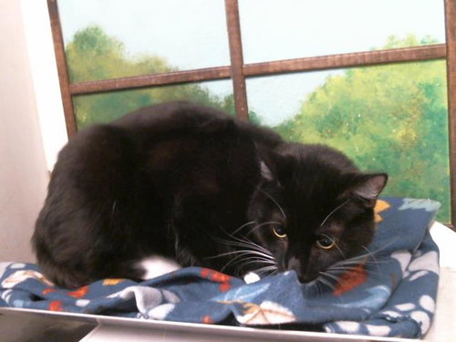 Domino