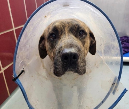 PACO, an adoptable rescue dog