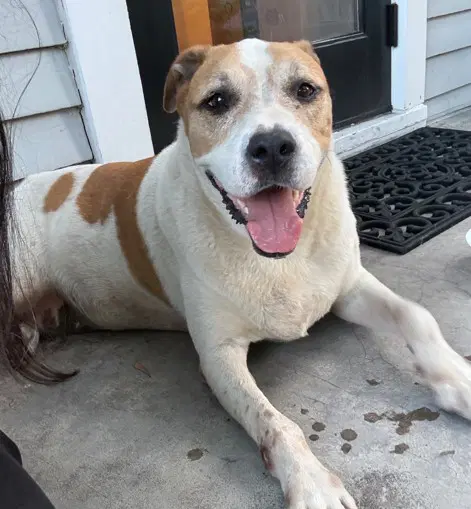 Cookie - Staffordshire Bull Terrier