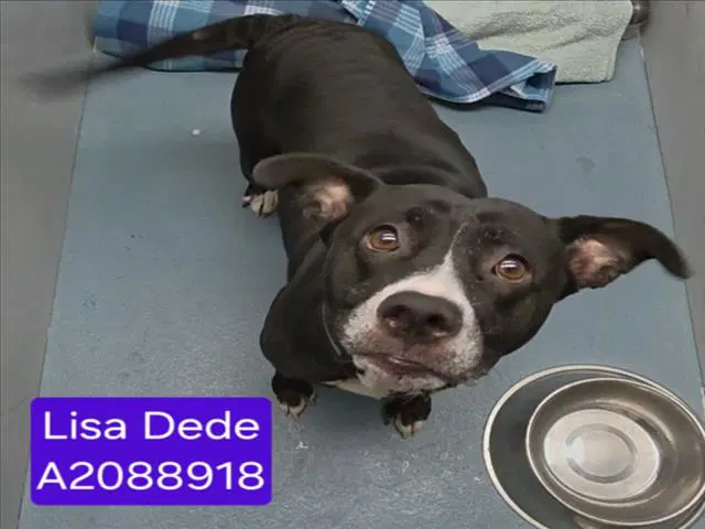 Unknown - Staffordshire Bull Terrier