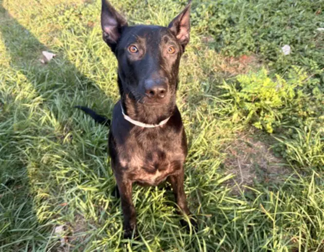 Wayne - Belgian Shepherd Malinois