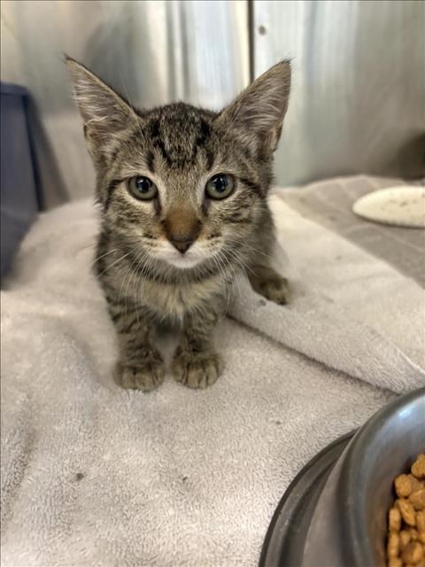 picture of the cat needing adoption