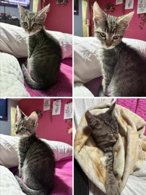 picture of the cat needing adoption