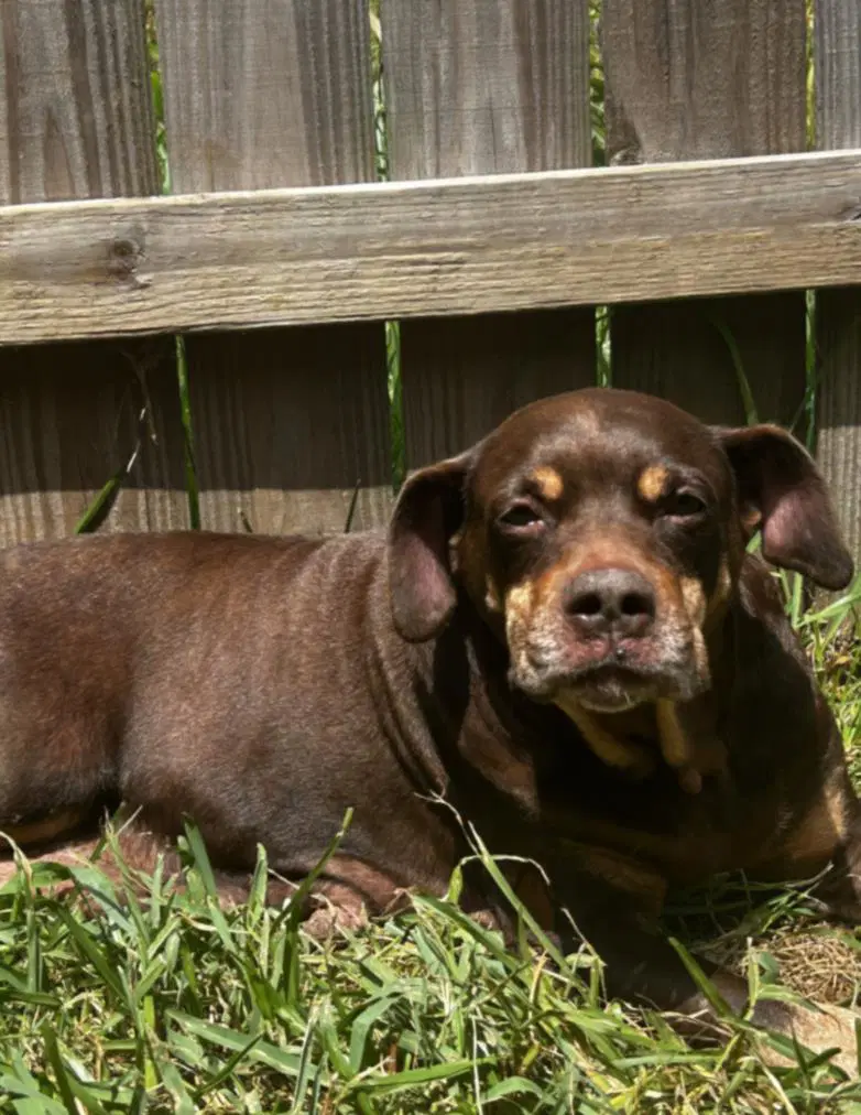 Sonja - Rottweiler