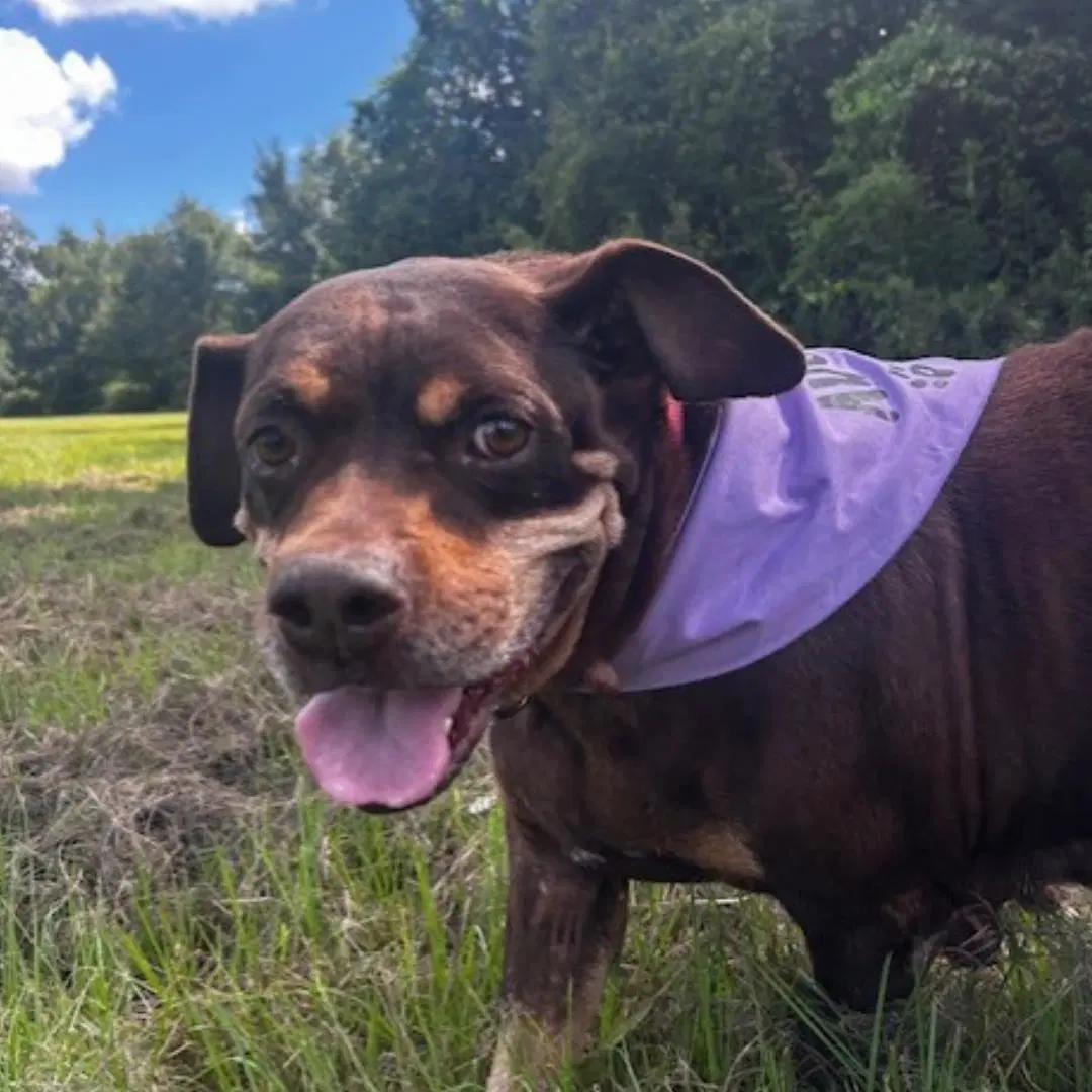 Sonja - Rottweiler