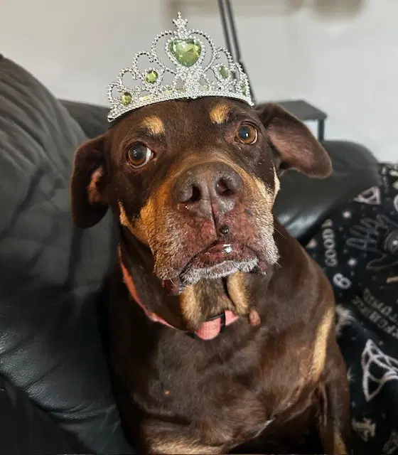 Sonja - Rottweiler