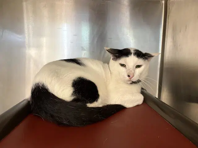 Mr Meow - Domestic Short Hair