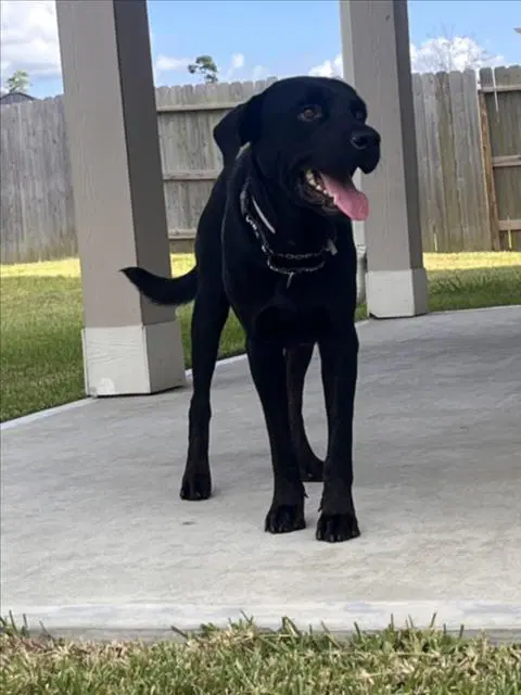 Hank - Labrador Retriever