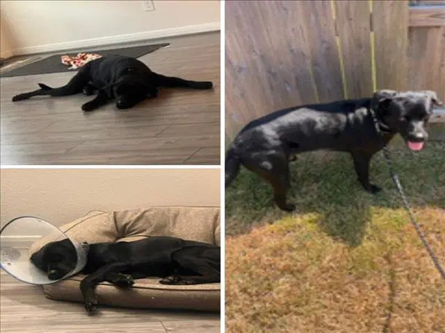 Hank - Labrador Retriever