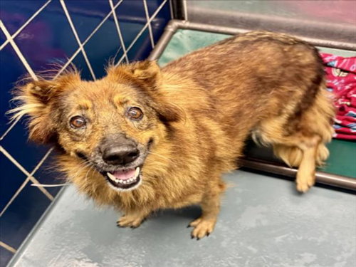 picture of the dog needing adoption