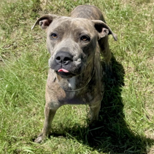picture of the dog needing adoption